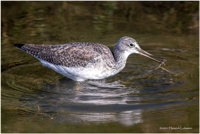 K3306849-Greater Yellowlegs.jpg