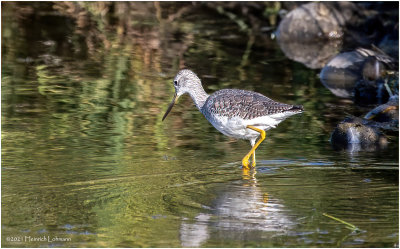 K3306873-Greater Yellowlegs.jpg