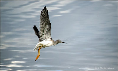 K4226960-Greater Yellowlegs.jpg