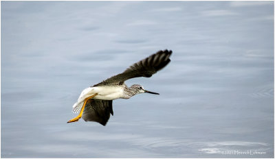 K4226961-Greater Yellowlegs.jpg