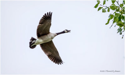 K4226483-Canada Goose.jpg