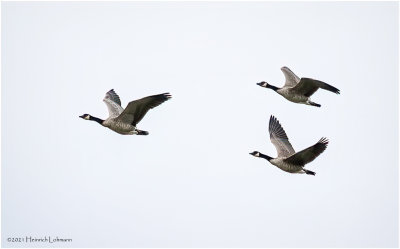 K4226493-Canada Geese.jpg