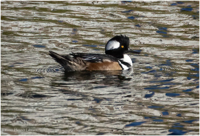 K4226998-Hooded Merganser-male.jpg