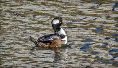 K4226999-Hooded Merganser-male.jpg
