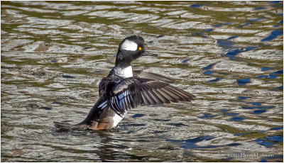 K4227001-Hooded Merganser-male.jpg