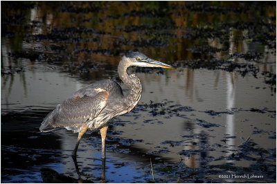 K4227036-Grat Blue Heron.jpg