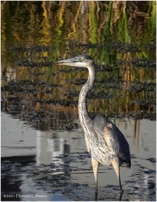 K4227038-Great Blue Heron.jpg
