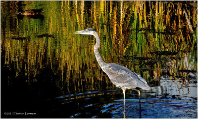 K4227046-Great Blue Heron.jpg