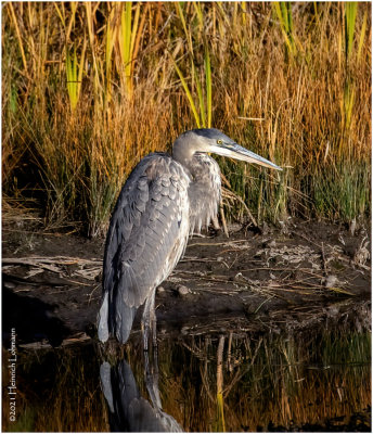 K4227066-Grat Blue Heron.jpg