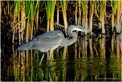 K4227112-Great Blue Heron.jpg