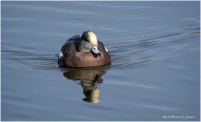 K4227151-American Wigeon.jpg