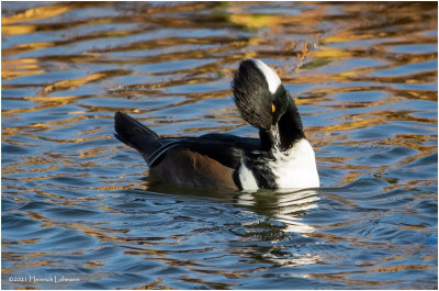 K3307108-Hooded Merganser-male.jpg