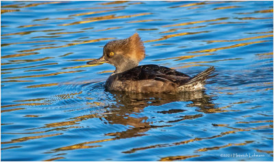 K3307145-Hooded Merganser-female.jpg