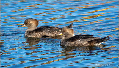 K3307149-Hooded Merganser-females.jpg