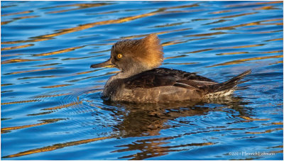 K3307151-Hooded Merganser-female.jpg