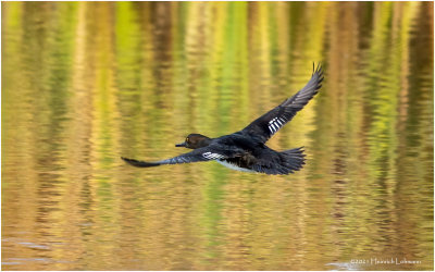 K3307404-Hooded Merganser-female.jpg