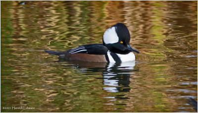 K3307463-Hooded Merganser-male.jpg