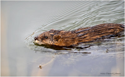 K3307648-Muskrat.jpg