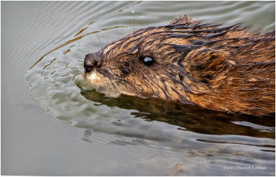 K3307648a-Muskrat.jpg