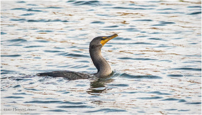 K3307750-Double Crested Cormorant.jpg