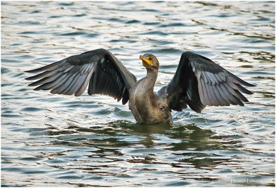 K3307789-Double Crested Cormorant.jpg