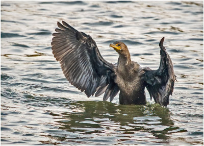 K3307800-Double Crested Cormorant.jpg