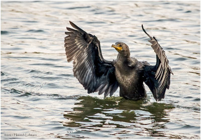 K3307799-Double Crested Cormorant.jpg