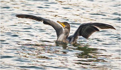 K3307865.-Double Crested Cormorantjpg.jpg