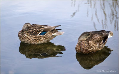K4227343-Blue-Winged Teal.jpg