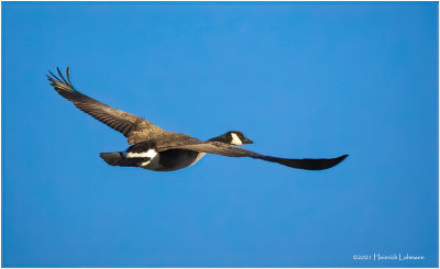 K4227398-Canada Goose.jpg