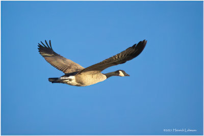 K4227401-Canada Goose.jpg