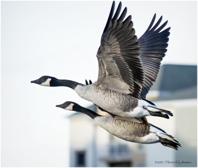 K4227598-Canada Geese.jpg