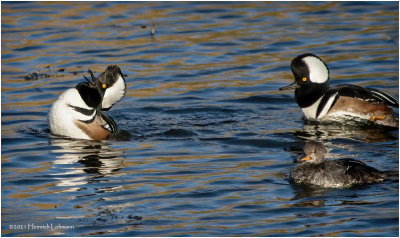 K3307997-Hooded Mergansers.jpg