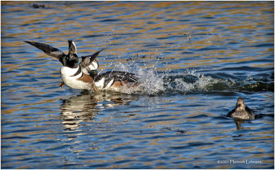 K3307998-Hooded Mergansers.jpg