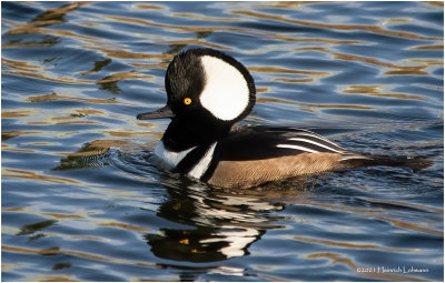 K3308025-Hooded Merganser-male.jpg