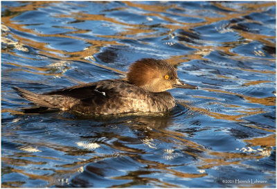 K3308046-Hooded Merganser-female.jpg
