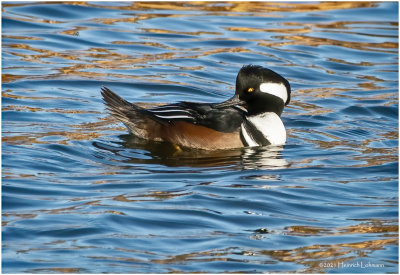 K3308228-Hooded Merganser-male.jpg