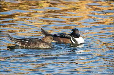 K3308238-Pair of Hooded Merganser.jpg