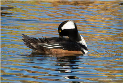 K3308310-Hooded Merganser-male.jpg