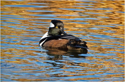 K3308317-Hooded Merganser-male.jpg