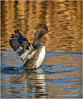 K3308471-Hooded Merganser-female.jpg