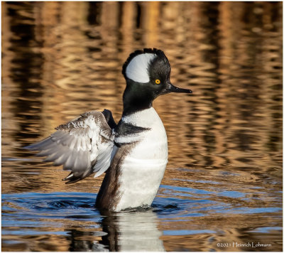 K3308487-Hooded Merganser-male.jpg