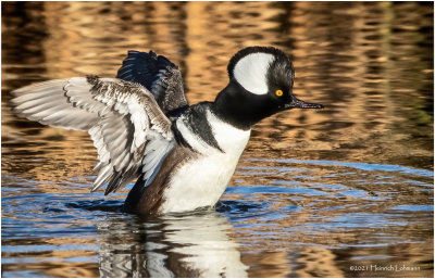 K3308489-Hooded Merganser-male.jpg