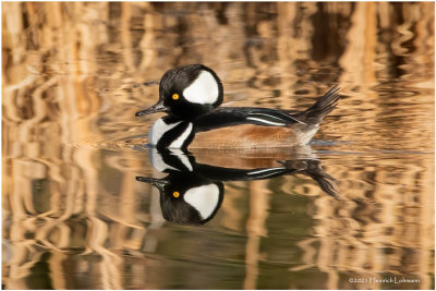 K3308579-Hooded Merganser-male.jpg