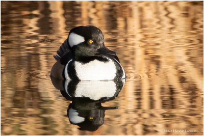 K3308605-Hooded Merganser-male.jpg