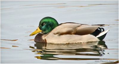K3308631-Mallard-male.jpg