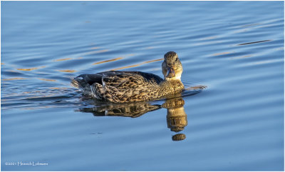K3308695-Blu-Winged Teal-female.jpg