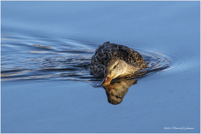 K3308704-Blue-Winged Teal-female.jpg