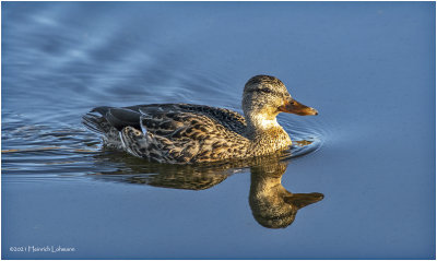 K3308711-Blue-Winged Teal-female.jpg