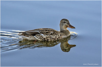 K3308718-Blue-Winged Teal-female.jpg